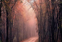 开云体育下载-加拿大力克意大利，布鲁诺一己之力扛起全队的传奇瞬间